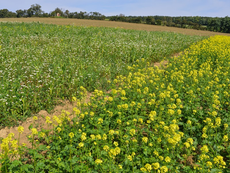 Pásové střídání plodin