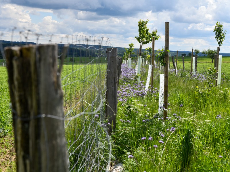 Agrolesnické systémy