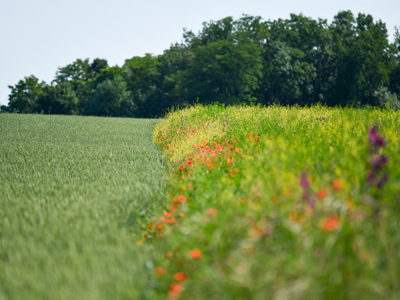 Biodiverzitná pásy
