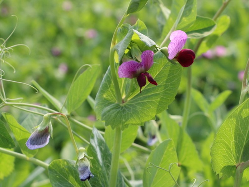 Zařazení jetelovin do osevního postupu