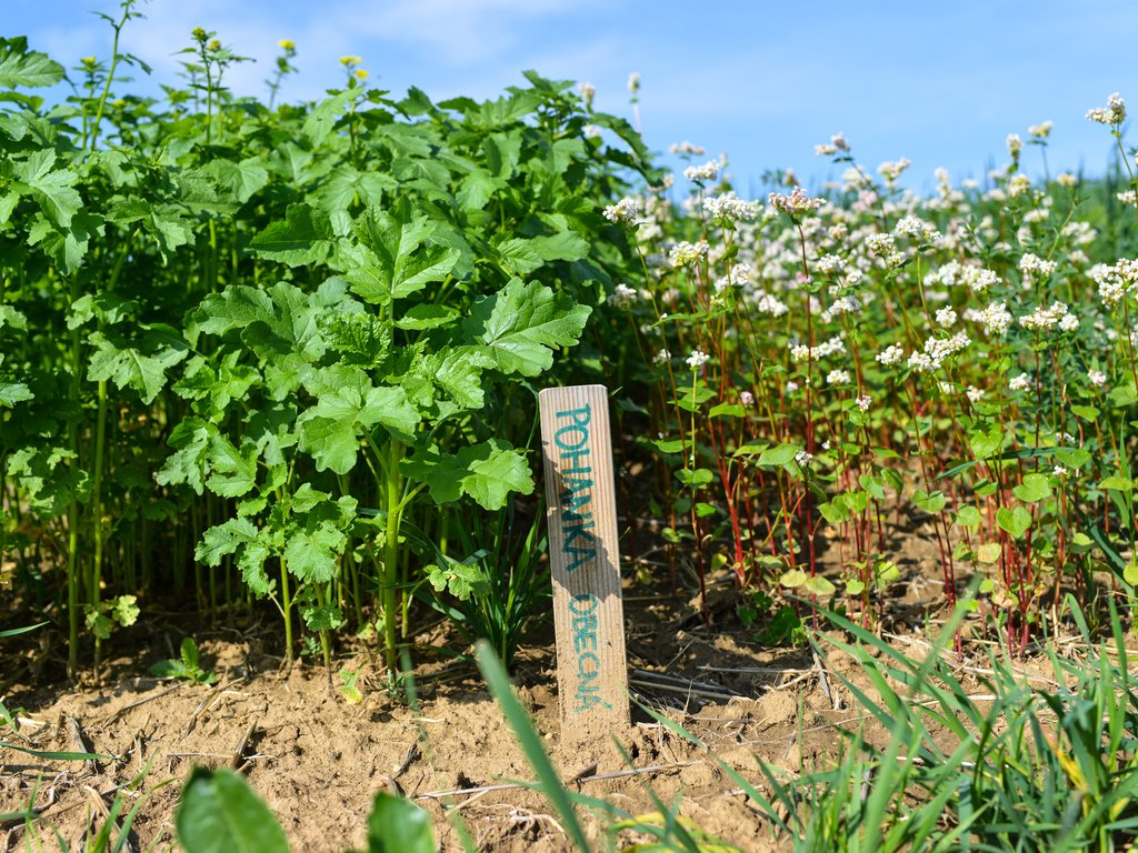 Střídavé pěstování více plodin