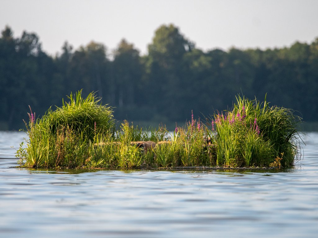 Plovoucí ostrov na rybníce