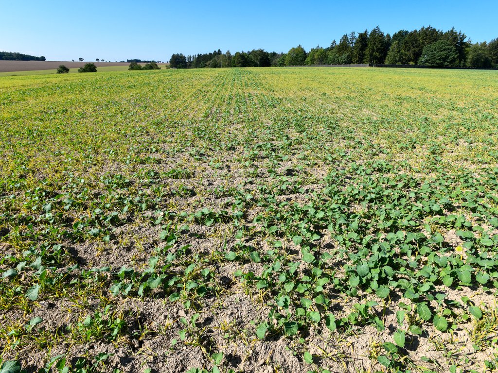 Pěstování meziplodin