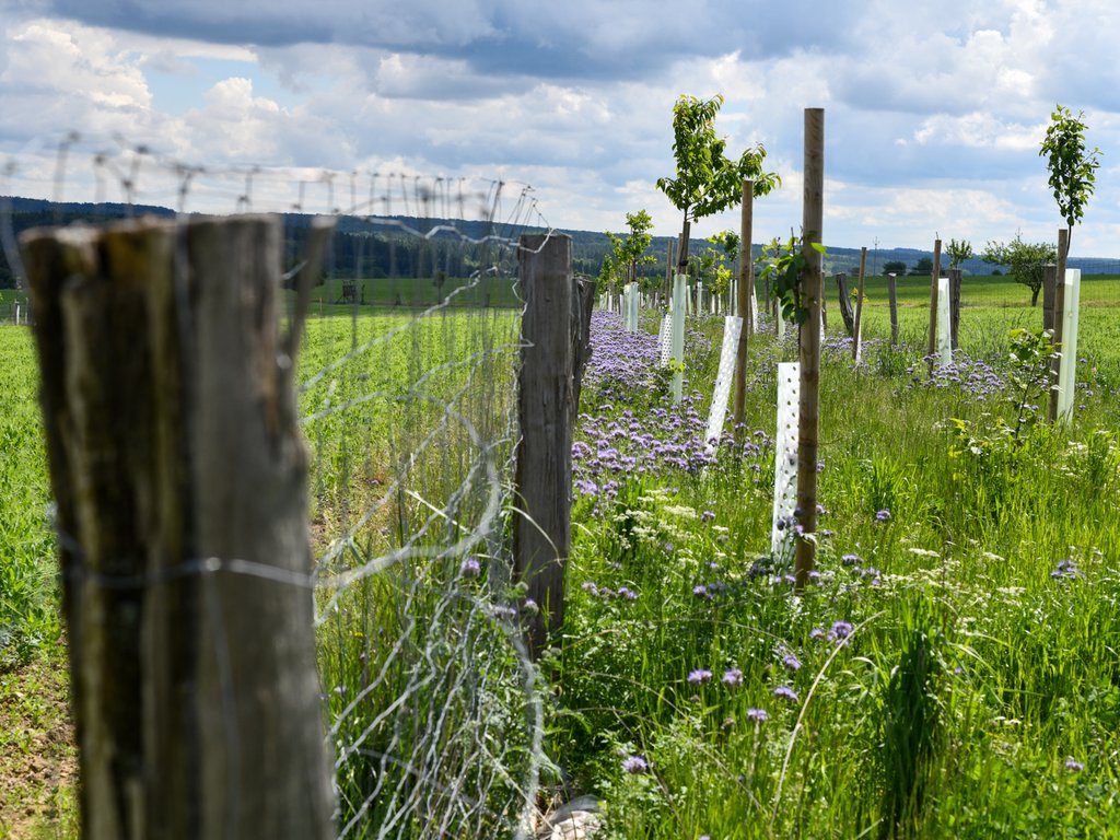 Agrolesnické uspořádání pole a výsadby