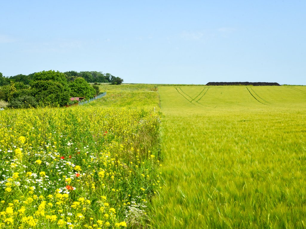 Biodiverzitní pás na poli