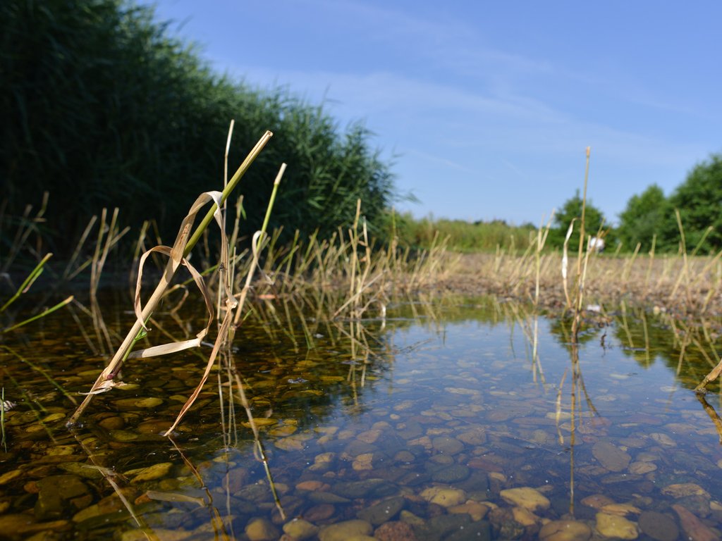 Čerstvě vysázená vegetace v umělém mokřadu
