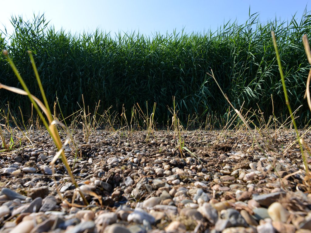 Mladé výhonky mokřadních rostlin
