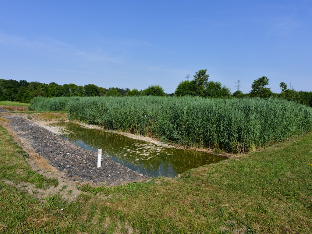 Kořenová ČOV se vzrostlou vegetací