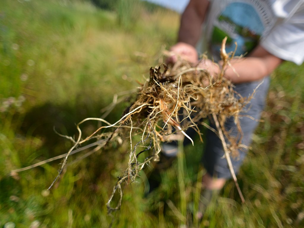 Organický materiál používáný pro mulčování